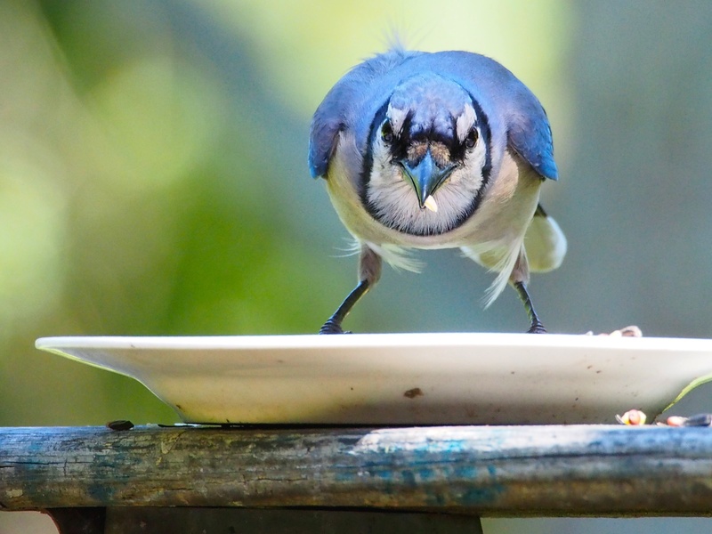 waste disposal waste